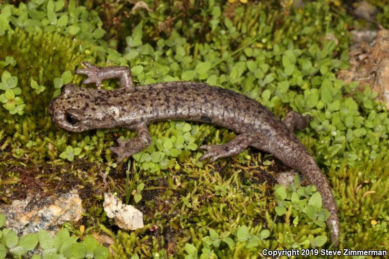 Mount Lyell Salamander (Hydromantes platycephalus)