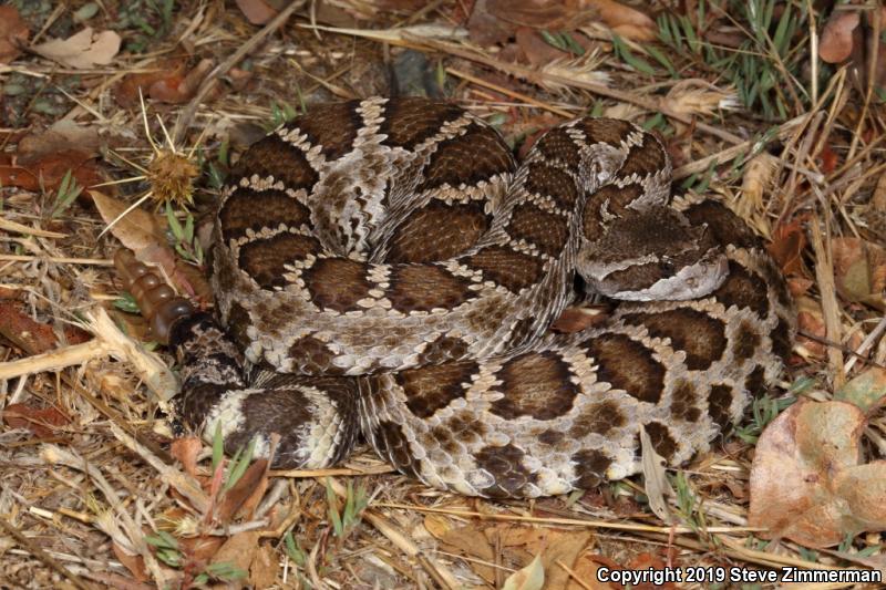 Northern Pacific Rattlesnake (Crotalus oreganus oreganus)