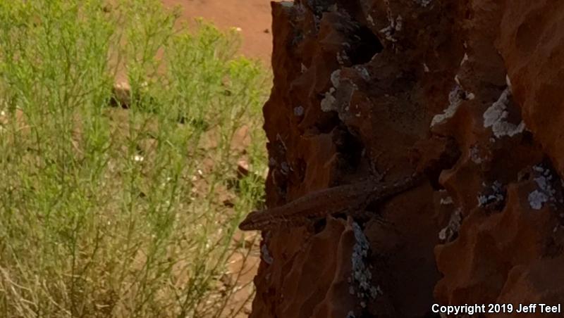 Plateau Side-blotched Lizard (Uta stansburiana uniformis)