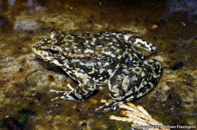 Southern Mountain Yellow-legged Frog (Rana muscosa)