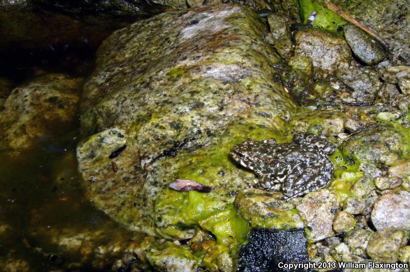 Southern Mountain Yellow-legged Frog (Rana muscosa)