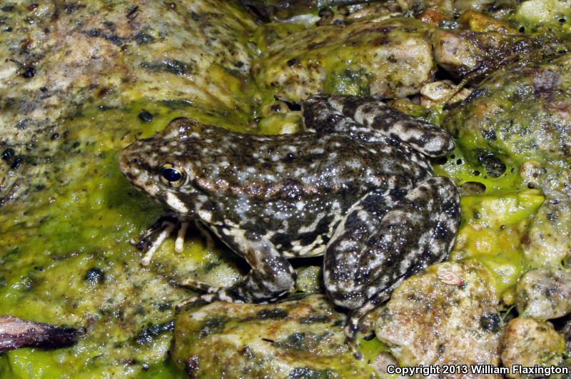 Southern Mountain Yellow-legged Frog (Rana muscosa)