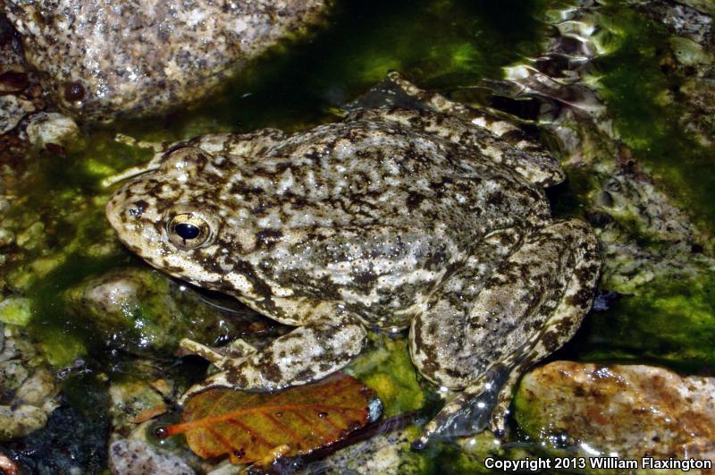 Southern Mountain Yellow-legged Frog (Rana muscosa)