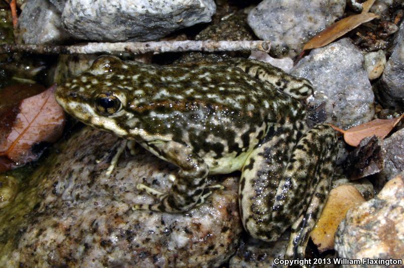 Southern Mountain Yellow-legged Frog (Rana muscosa)