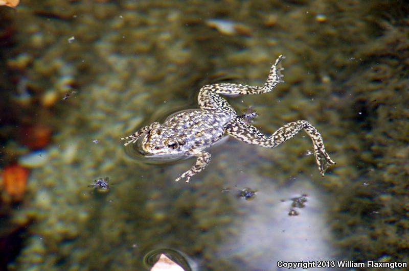 Southern Mountain Yellow-legged Frog (Rana muscosa)