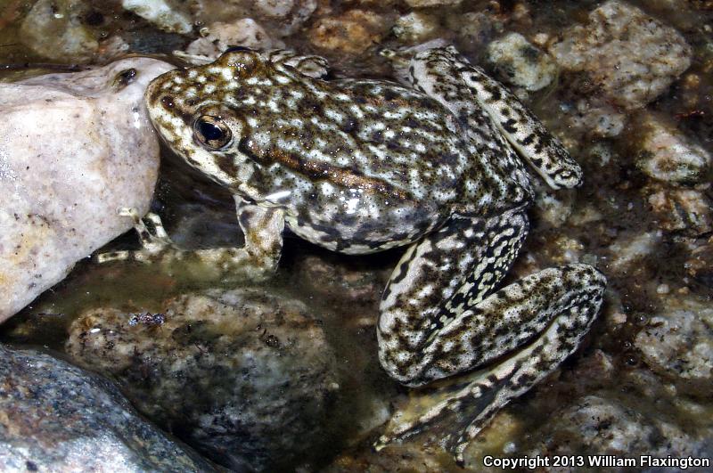 Southern Mountain Yellow-legged Frog (Rana muscosa)