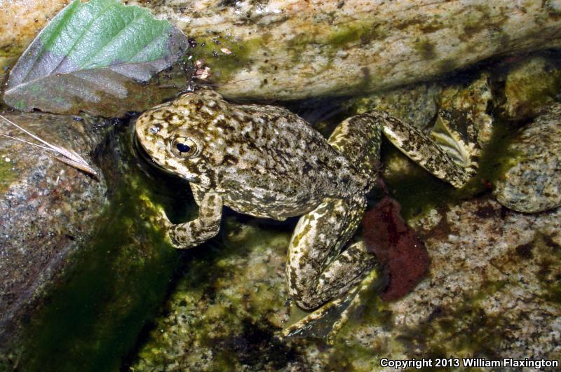 Southern Mountain Yellow-legged Frog (Rana muscosa)