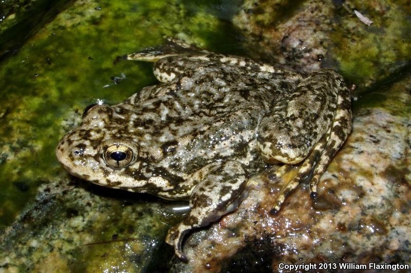 Southern Mountain Yellow-legged Frog (Rana muscosa)