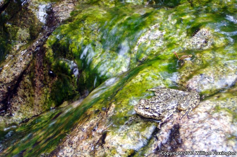 Southern Mountain Yellow-legged Frog (Rana muscosa)