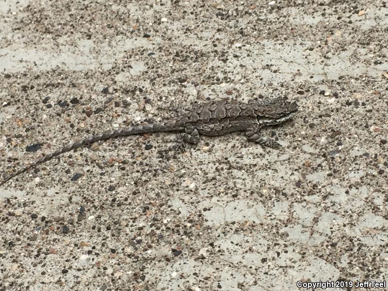 Schott's Tree Lizard (Urosaurus ornatus schottii)