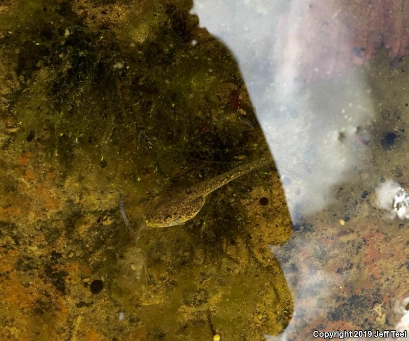 Canyon Treefrog (Hyla arenicolor)