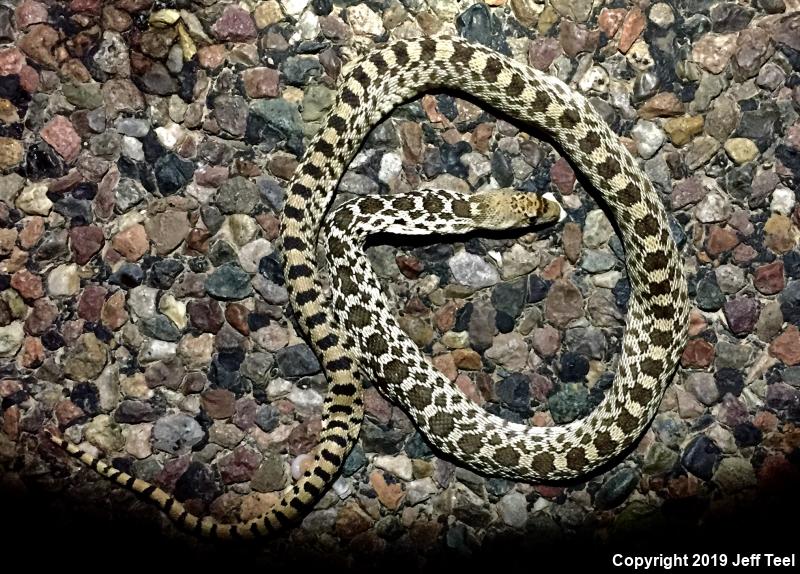Sonoran Gopher Snake (Pituophis catenifer affinis)