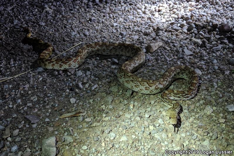 Sonoran Gopher Snake (Pituophis catenifer affinis)