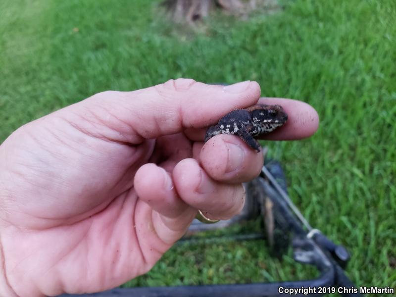 Gulf Coast Toad (Ollotis nebulifer)