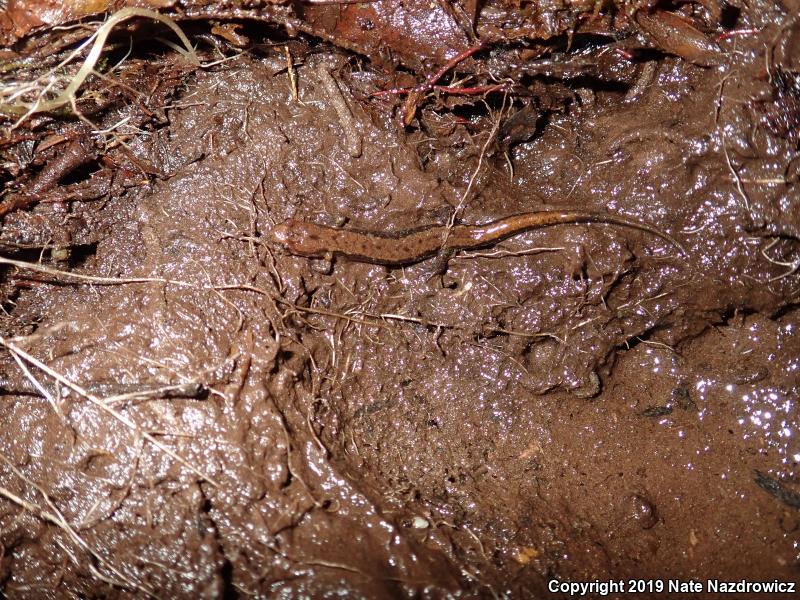 Allegheny Mountain Dusky Salamander (Desmognathus ochrophaeus)