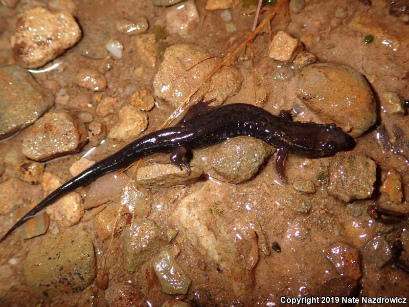 Allegheny Mountain Dusky Salamander (Desmognathus ochrophaeus)