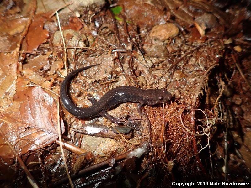 Allegheny Mountain Dusky Salamander (Desmognathus ochrophaeus)