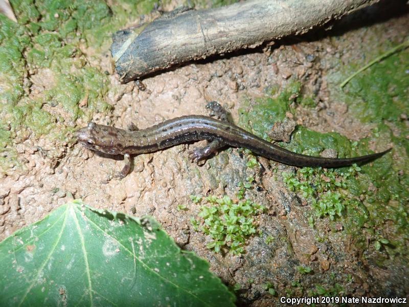 Allegheny Mountain Dusky Salamander (Desmognathus ochrophaeus)