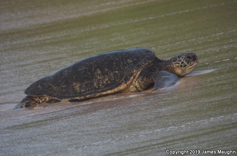 Green Sea Turtle (Chelonia mydas)