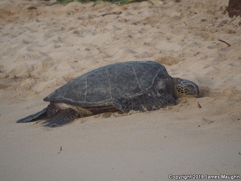 Green Sea Turtle (Chelonia mydas)