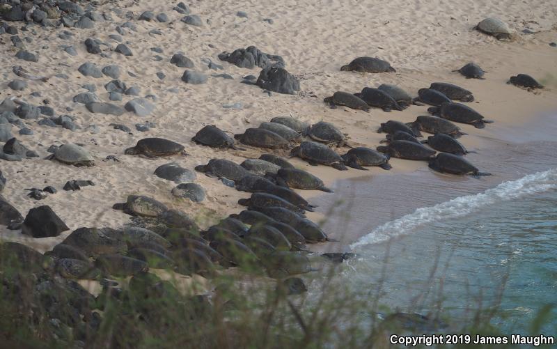 Green Sea Turtle (Chelonia mydas)