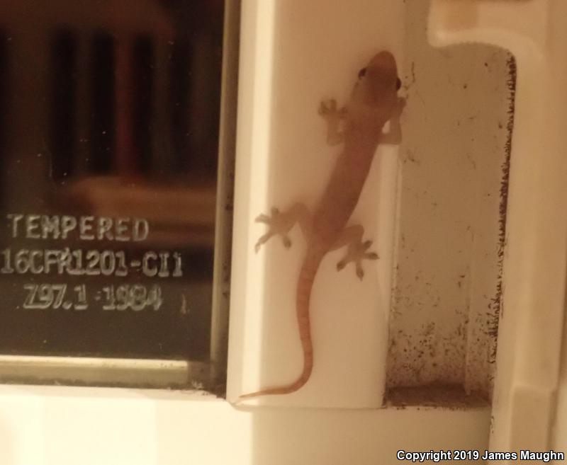 Common House Gecko (Hemidactylus frenatus)