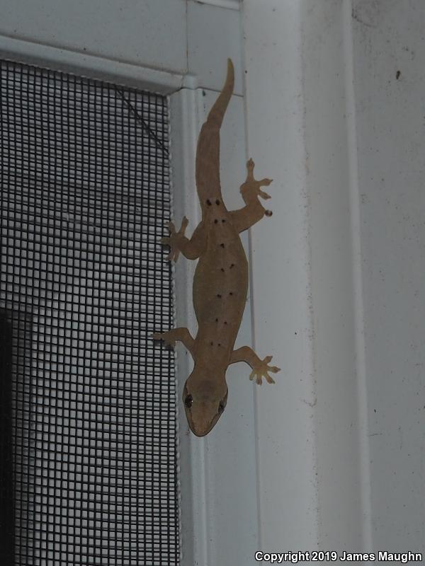 Mourning Gecko (Lepidodactylus lugubris)