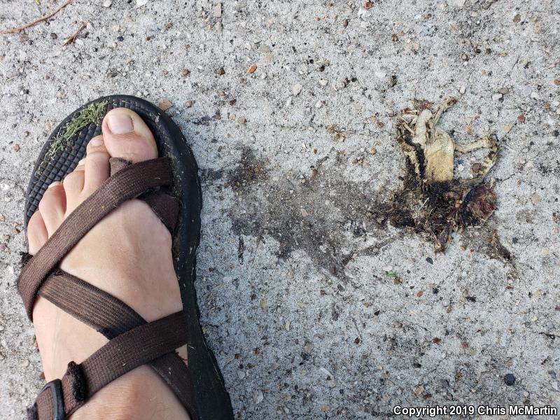 Gulf Coast Toad (Ollotis nebulifer)