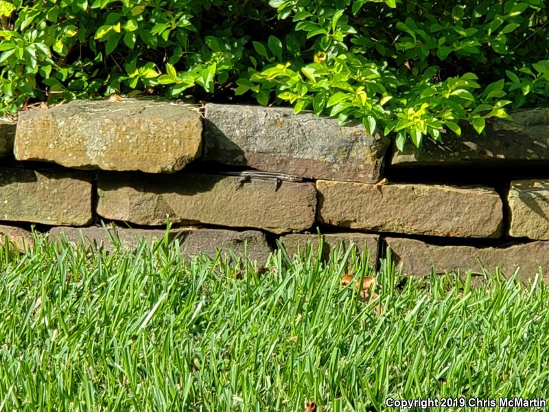 Broadhead Skink (Plestiodon laticeps)