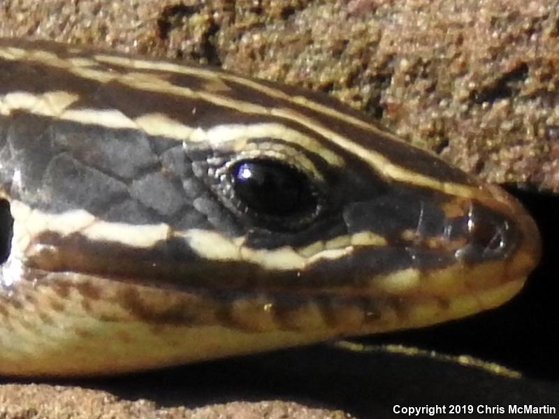 Broadhead Skink (Plestiodon laticeps)