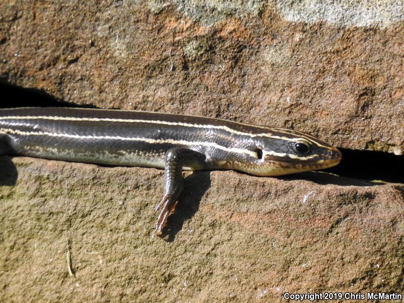 Broadhead Skink (Plestiodon laticeps)