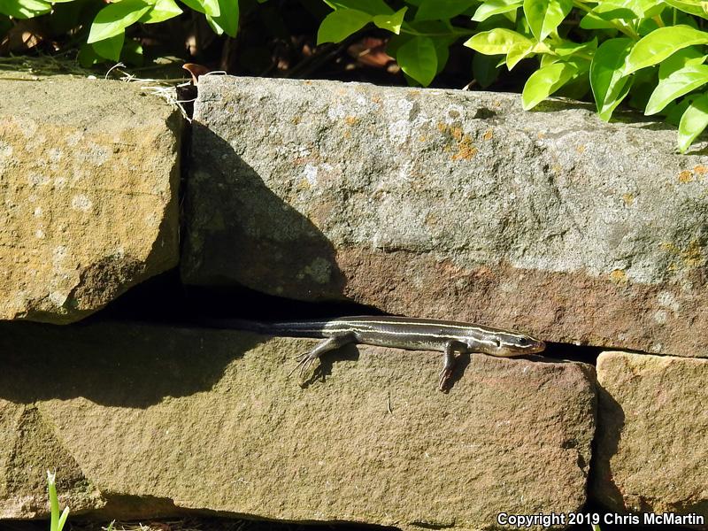 Broadhead Skink (Plestiodon laticeps)