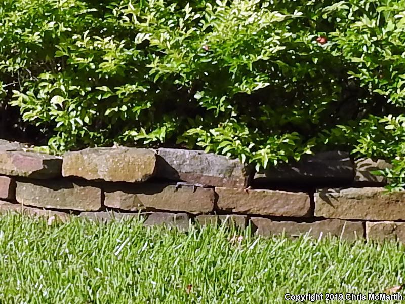 Broadhead Skink (Plestiodon laticeps)