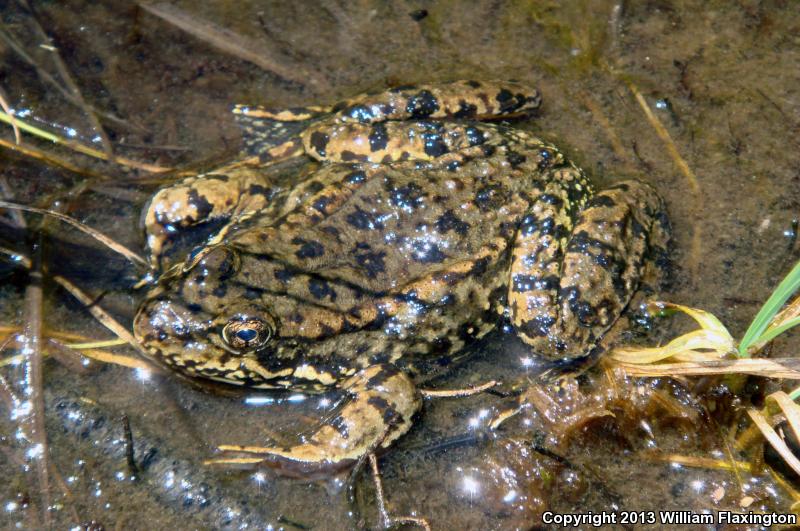 Sierra Nevada Yellow-legged Frog (Rana sierrae)