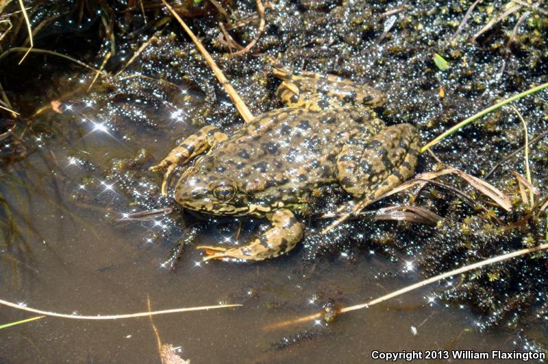 Sierra Nevada Yellow-legged Frog (Rana sierrae)