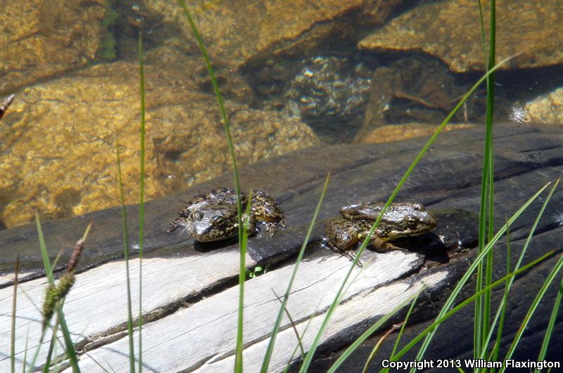 Sierra Nevada Yellow-legged Frog (Rana sierrae)