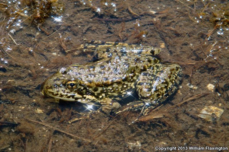 Sierra Nevada Yellow-legged Frog (Rana sierrae)