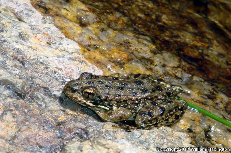 Sierra Nevada Yellow-legged Frog (Rana sierrae)