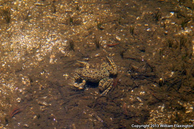 Sierra Nevada Yellow-legged Frog (Rana sierrae)