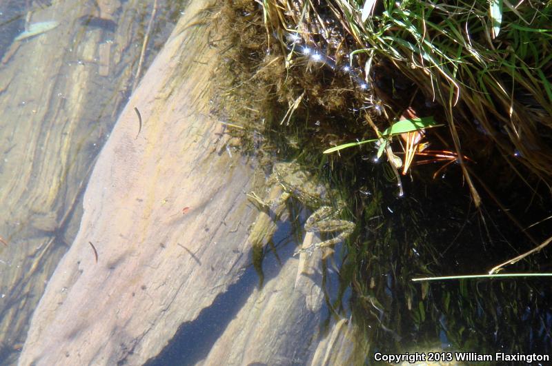 Sierra Nevada Yellow-legged Frog (Rana sierrae)