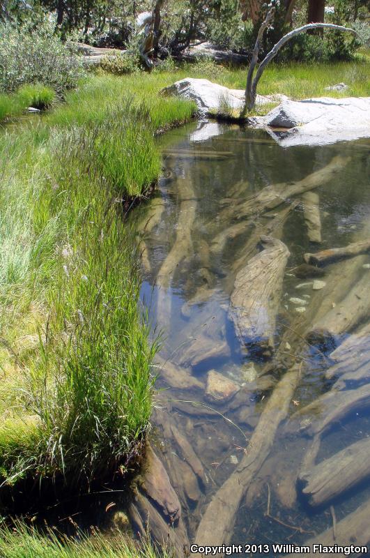 Sierra Nevada Yellow-legged Frog (Rana sierrae)