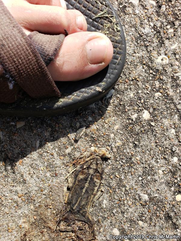 Gulf Coast Toad (Ollotis nebulifer)