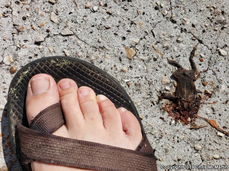 Gulf Coast Toad (Ollotis nebulifer)