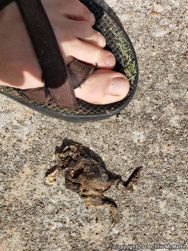 Gulf Coast Toad (Ollotis nebulifer)