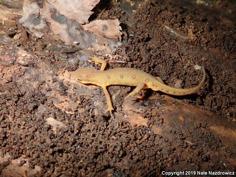 Red-Spotted Newt (Notophthalmus viridescens viridescens)