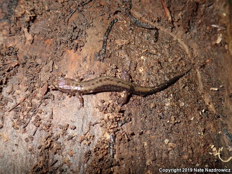 Allegheny Mountain Dusky Salamander (Desmognathus ochrophaeus)