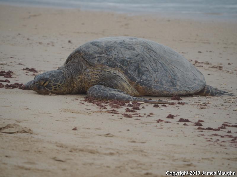 Green Sea Turtle (Chelonia mydas)