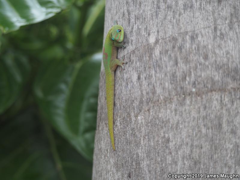 Gold Dust Day Gecko (Phelsuma laticauda)