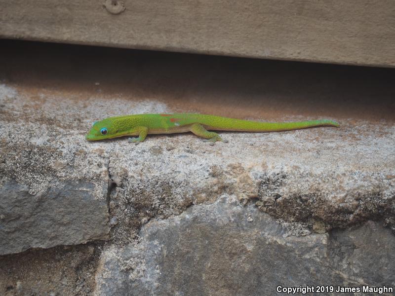 Gold Dust Day Gecko (Phelsuma laticauda)