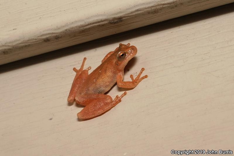 Spring Peeper (Pseudacris crucifer)